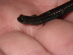 Batrachoseps