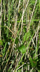 Convolvulus waitaha
