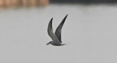 Sterna hirundo