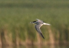 Sterna hirundo
