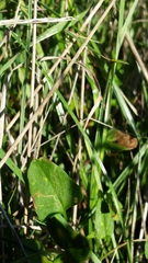 Convolvulus waitaha
