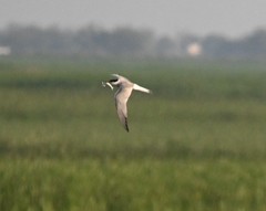 Sterna hirundo