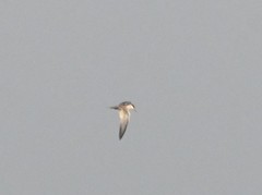 Sterna hirundo