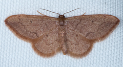 Idaea eremiata