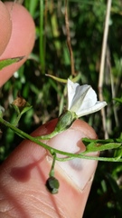 Convolvulus waitaha