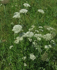 Selinum carvifolia