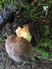 Butyriboletus brunneus