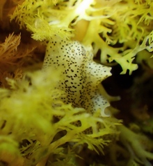 Enchiridium punctatum