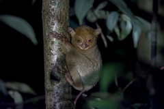 Cephalopachus bancanus