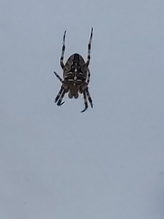 Araneus diadematus