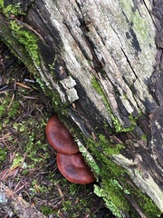 Cortinarius malicorius