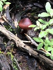 Cortinarius malicorius