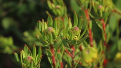 Leucadendron loeriense