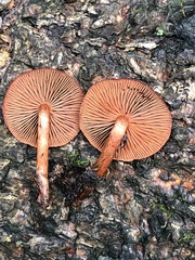 Cortinarius malicorius