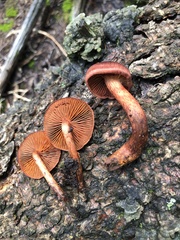Cortinarius malicorius