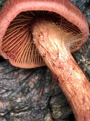Cortinarius malicorius