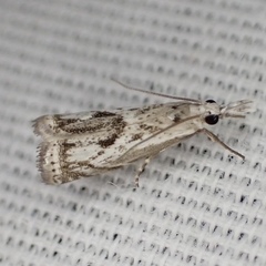 Microcrambus kimballi