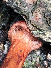 Cortinarius malicorius