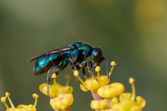 Hedychrum chalybaeum