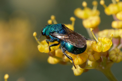 Hedychrum chalybaeum