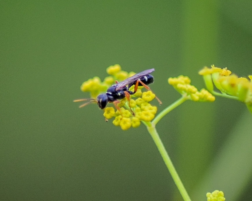Sand Digger Wasp