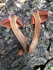 Cortinarius malicorius