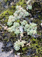 Sedum dasyphyllum