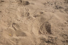 Crocodylus johnstoni