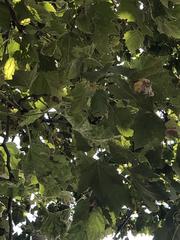 Platanus occidentalis