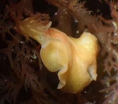 Eurylepta aurantiaca