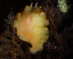 Eurylepta aurantiaca