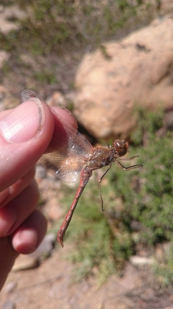 Desert Darter