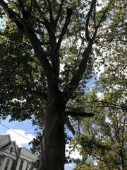 Platanus occidentalis