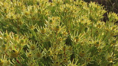 Leucadendron loeriense
