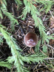 Cortinarius casimirii