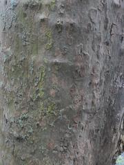 Platanus occidentalis