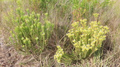 Leucadendron loeriense
