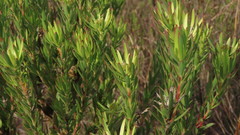 Leucadendron loeriense