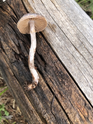 Representative image of Cortinarius casimirii