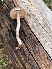 Cortinarius casimirii