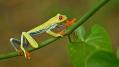 Red-Eyed Treefrog photo 3