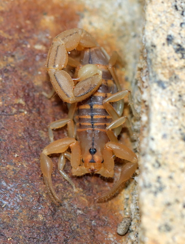 Common Lesser-Thicktail Scorpion