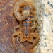 Common Lesser-Thicktail Scorpion - Photo (c) Cecile Roux, some rights reserved (CC BY-NC), uploaded by Cecile Roux