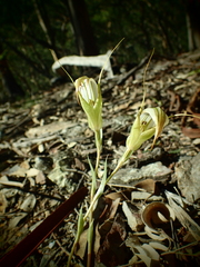 Pterostylis revoluta