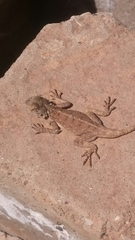 Agama bibronii