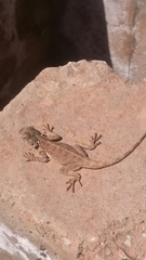 Agama bibronii