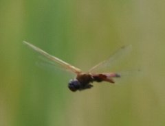 Tramea