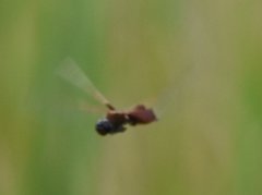 Tramea