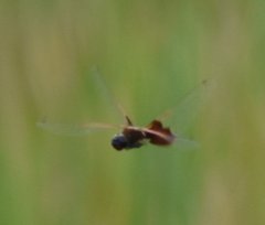 Tramea