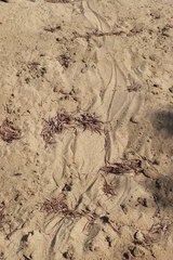 Crocodylus johnstoni